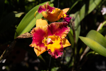 Closeup shot of beautiful Dendrobium orchids growing in a garden
