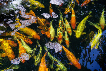 Fototapeta na wymiar Koi Pond. Beautiful multicolored koi fish swimming in the pond. Clean water, stones, beautiful reflections, and fancy fish