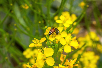 Golden lush blooming rapeseed, bees are collecting nectar