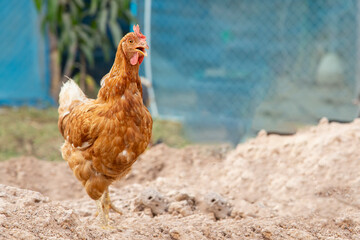 Orange hen walking on the ground. The chicken was looking for food on the floor.