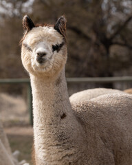 Obraz premium Alpacas on a Farm