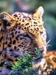 Obraz premium Leopard