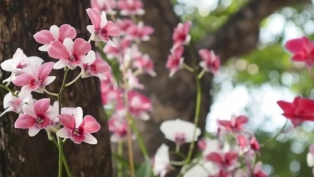 Red dendrobium orchids flowers bloom in spring. Beauty of nature, wild orchid decorated in tropical gardens. Beautiful Fresh Dendrobium orchid flowers on branch blowing in the wind nature background.
