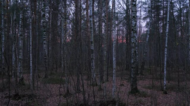 Dim red afterglow of sunset shine through dark forest, time lapse shot. Tree trunks shake and tremble on wind gusts, color fade down and scene become darker