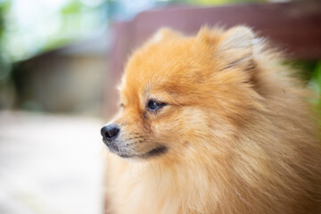 puppy pomeranian dog cute pets