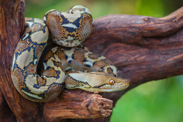 Obraz premium close up of a snake