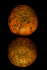 Obraz na płótnie Canvas Natural oranges with their scars and colourful skins