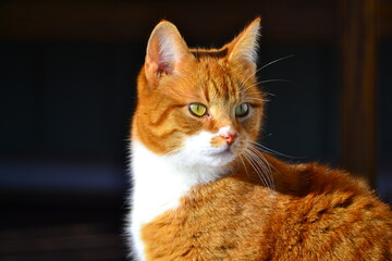 red cat portrait