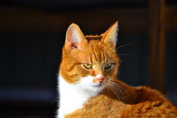 red cat portrait
