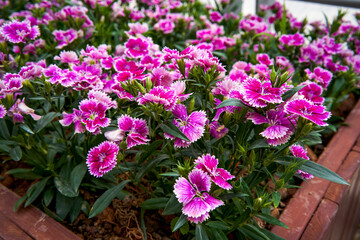 Naklejka premium A lush blooming beautiful dianthus flower