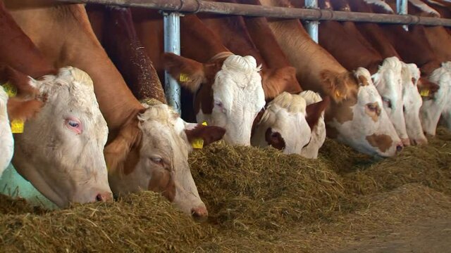 cow eat farm