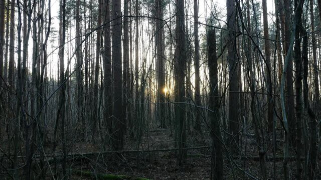 Gleam of setting sun seen through trunks of pine grove, late autumn season nature. Dark forest, thin inclined branches of small plants without leaves on foreground