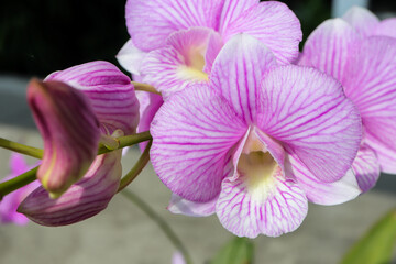 Beautiful Thai orchid blooming in the garden.