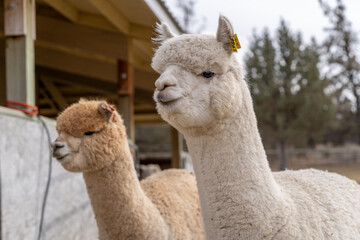 Fototapeta premium Alpacas on a Farm