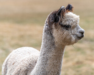 Obraz premium Alpacas on a Farm