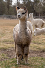 Obraz premium Alpacas on a Farm