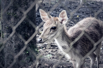 Fototapeta premium DEER