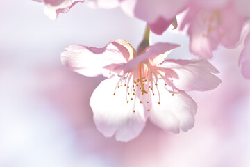 光を透過した河津桜のクローズアップ