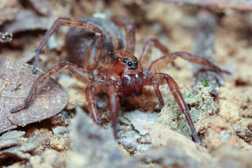 Trochosa ruricula