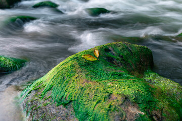 The dry river has many boulders and green moss grows on the rocks in summer.