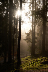Mist in morning light creating a mystic atmosphere and shadows in a forest of firs, pine trees and moss.