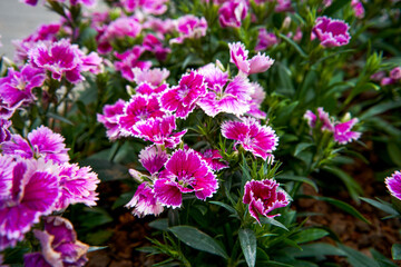 A lush blooming beautiful dianthus flower