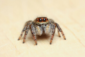 Carrhotus xanthogramma_primer plano