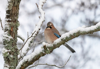 The Eurasian jay (Garrulus glandarius).