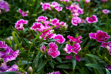 Fototapeta premium A lush blooming beautiful dianthus flower