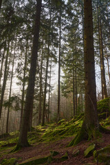 Mist in morning light creating a mystic atmosphere and shadows in a forest of firs, pine trees and moss.