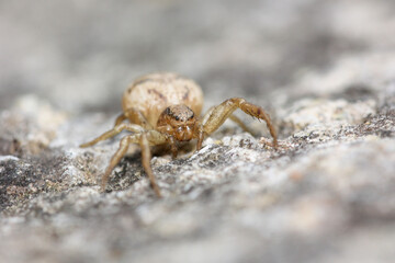 Ozptila is a thomisidae spider