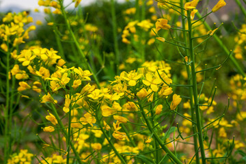 Golden lush blooming rapeseed, bees are collecting nectar