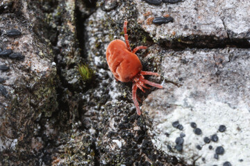 Trombidium holosericeum