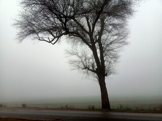 tree in fog