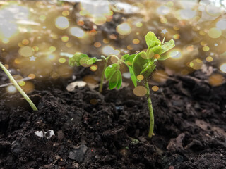 plant