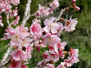 pink cherry blossom