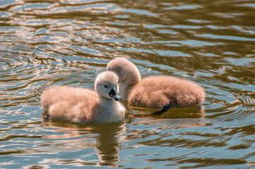 a family of swans on a pond