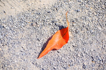 Orange leaf on stony pathway.