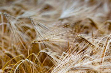 golden ears of barley in a field