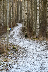 MTB trail through birch forest a cold winter day