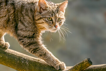 portrait of a cute cat while relaxing