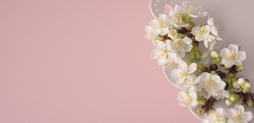 cherry blossom on a pink background