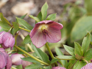 Fototapeta na wymiar Close-up on Helleborus orientalis 'Pink Spotted Lady' or Lenten rose with cup-shaped vibrant red petals and yellow stamens between dark green foliage
