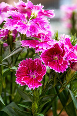 Fototapeta premium A lush blooming beautiful dianthus flower