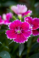 Obraz premium A lush blooming beautiful dianthus flower