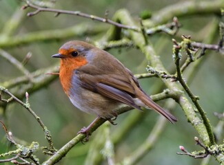 Robin
