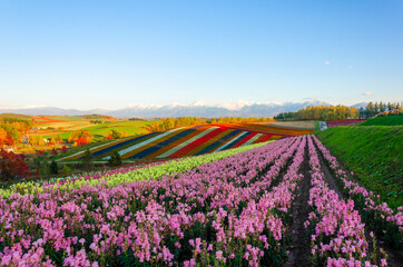 Panoramic Flower Gardens hill in Biei, Hokkaido,Japan. - obrazy, fototapety, plakaty