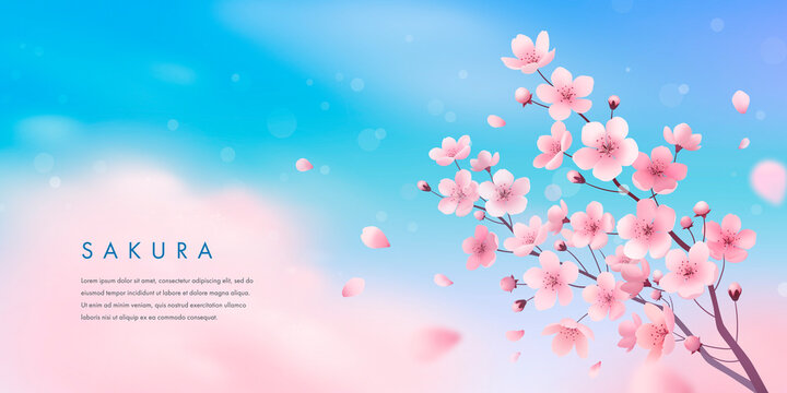 Spring cherry blossom horizontal banner. Vector illustration of realistic blossoming sakura flowers on blue sky background