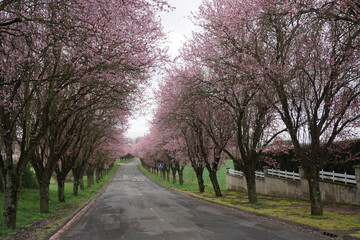 Obraz premium country road lined up with blooming pink cherry trees