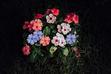 vinca flower and leaves in the Garden,art Concept